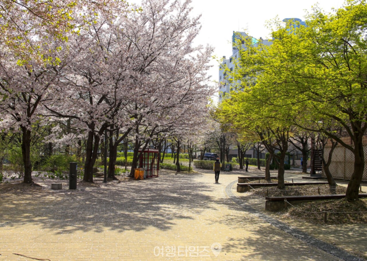 서울숲 벚꽃 / 사진=게티이미지뱅크
