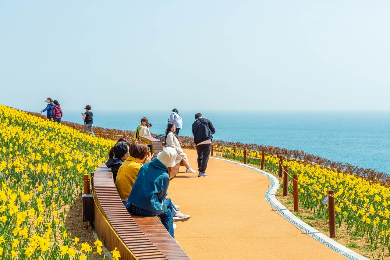 오륙도 해맞이공원 수선화 / 사진=부산관광공사 하이픈그룹