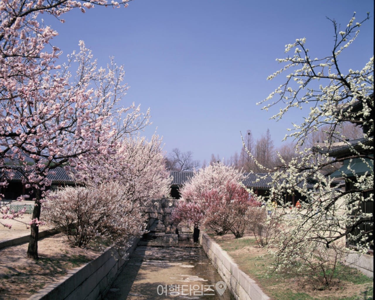 창경궁 벚꽃 / 사진=게티이미지뱅크