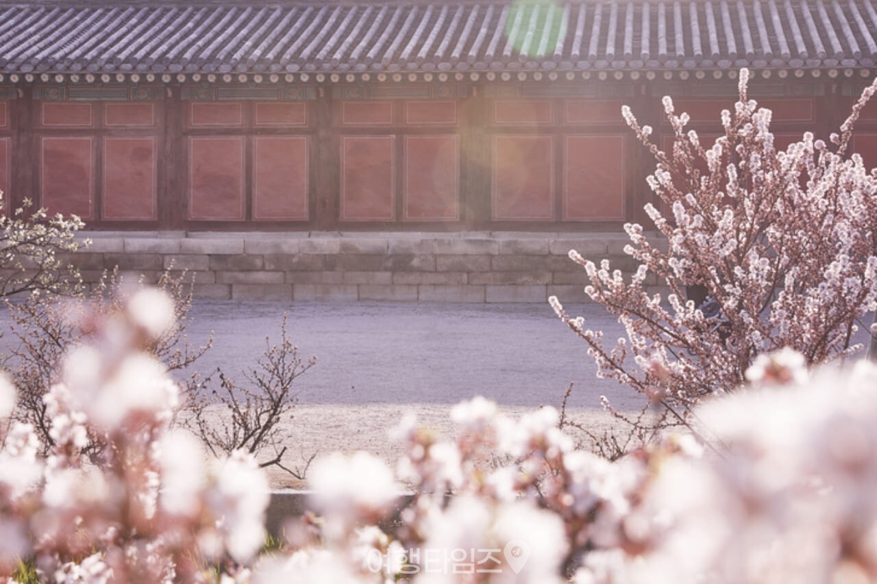 창경궁 벚꽃 / 사진=게티이미지뱅크