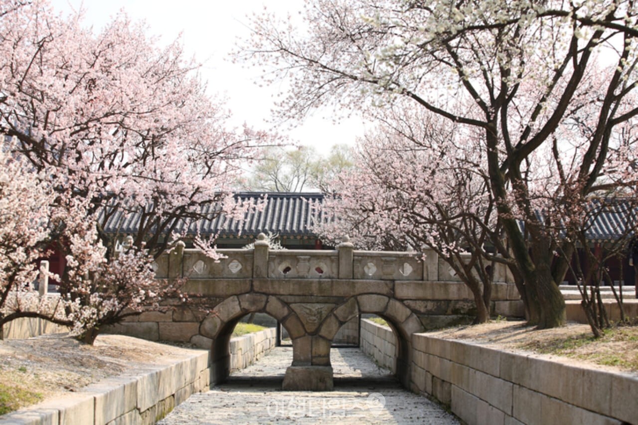 창경궁 벚꽃 / 사진=게티이미지뱅크