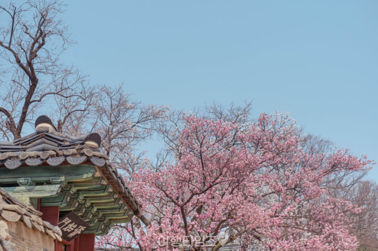 창경궁 벚꽃 / 사진=게티이미지뱅크