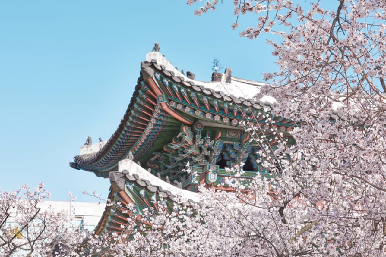 창경궁 벚꽃 / 사진=게티이미지뱅크