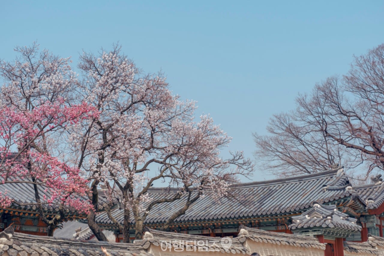 창경궁 벚꽃 / 사진=게티이미지뱅크