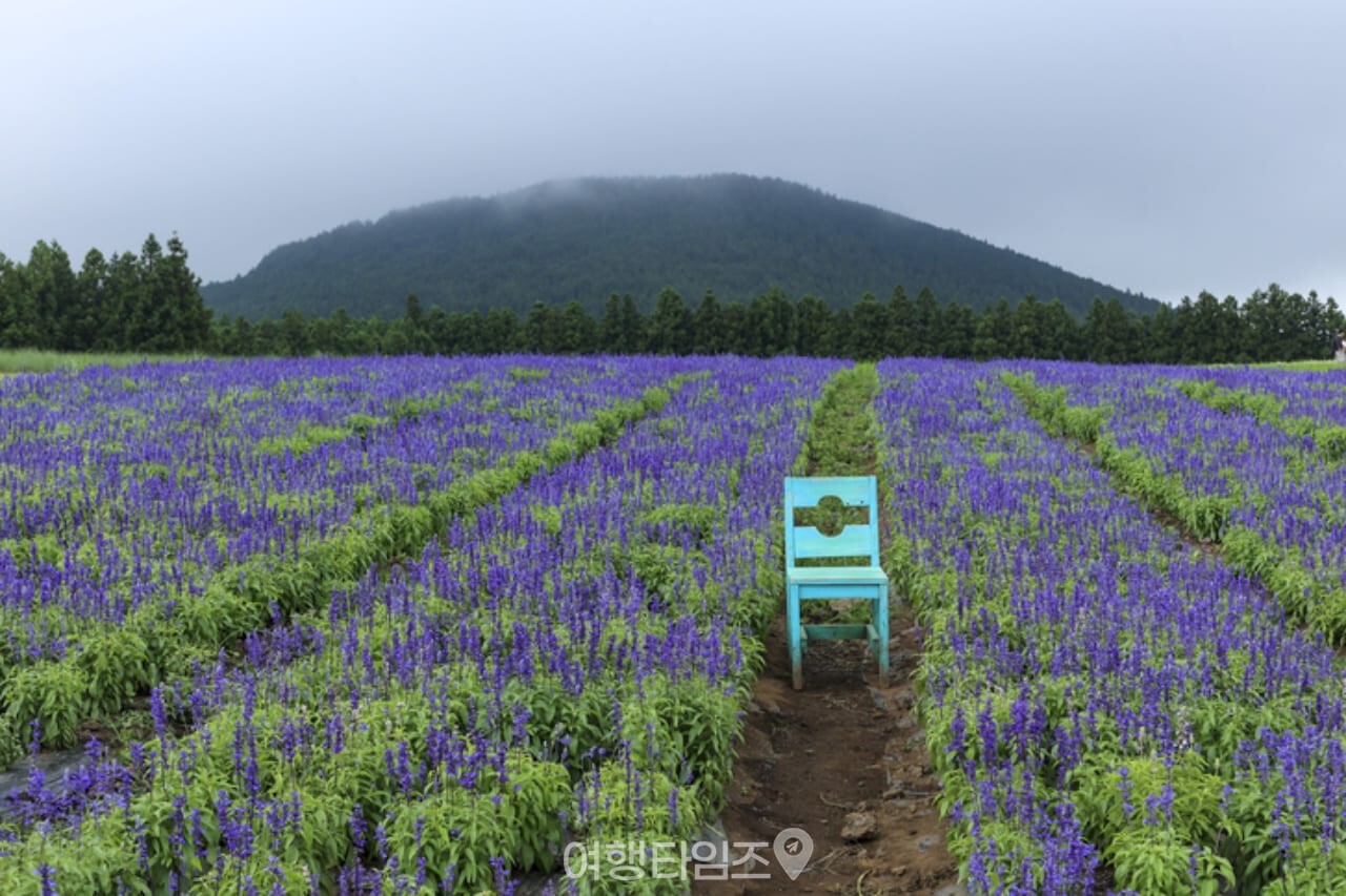 보롬왓 / 사진=게티이미지뱅크