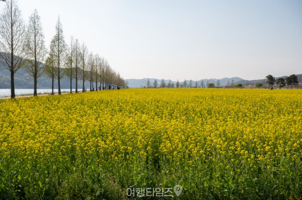 낙동강 유채꽃 / 사진=게티이미지뱅크