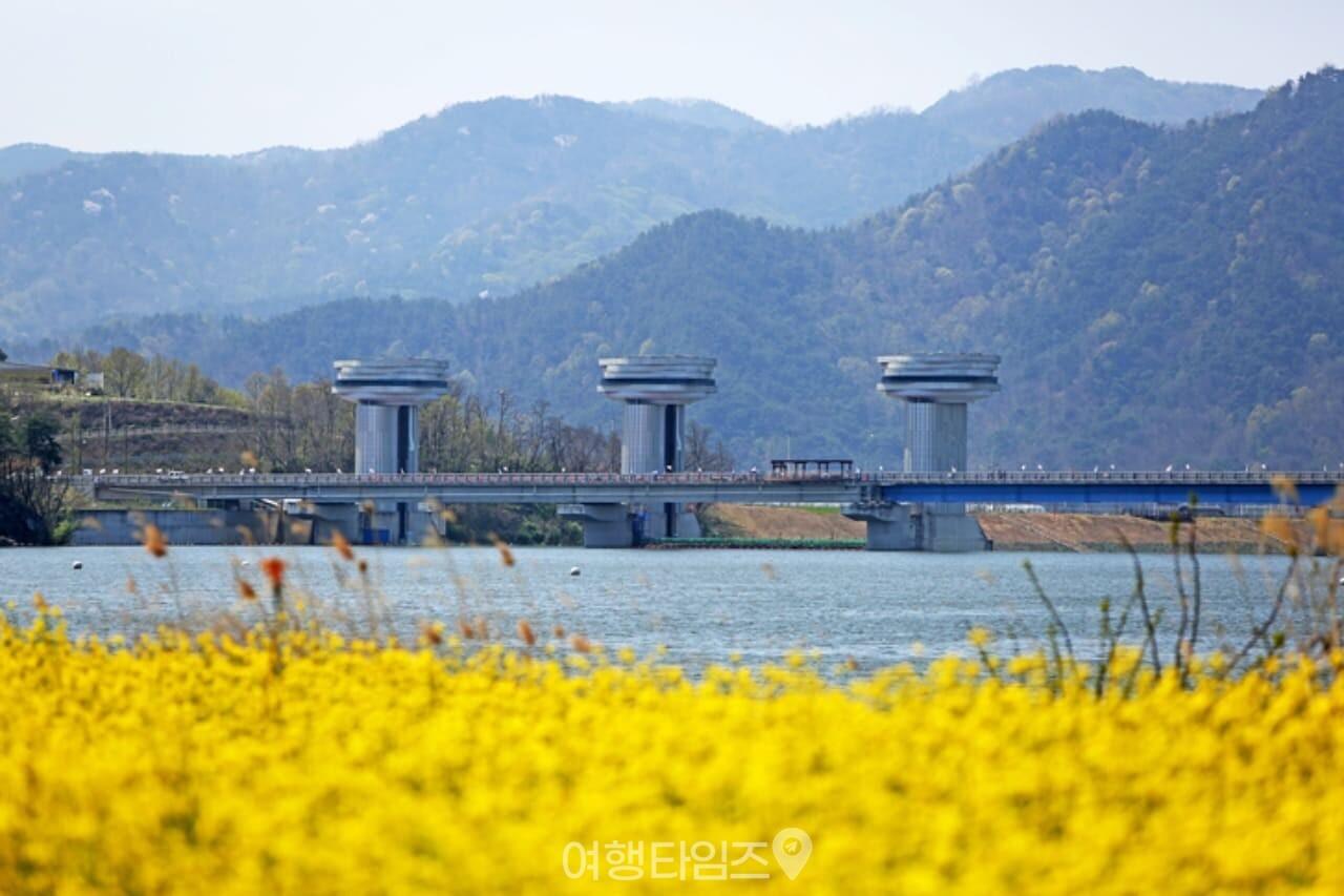 낙동강 유채꽃 / 사진=게티이미지뱅크