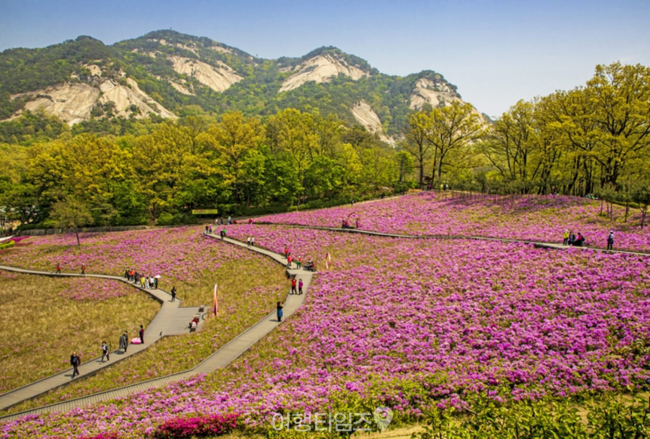 불암산 철쭉 / 사진=게티이미지뱅크