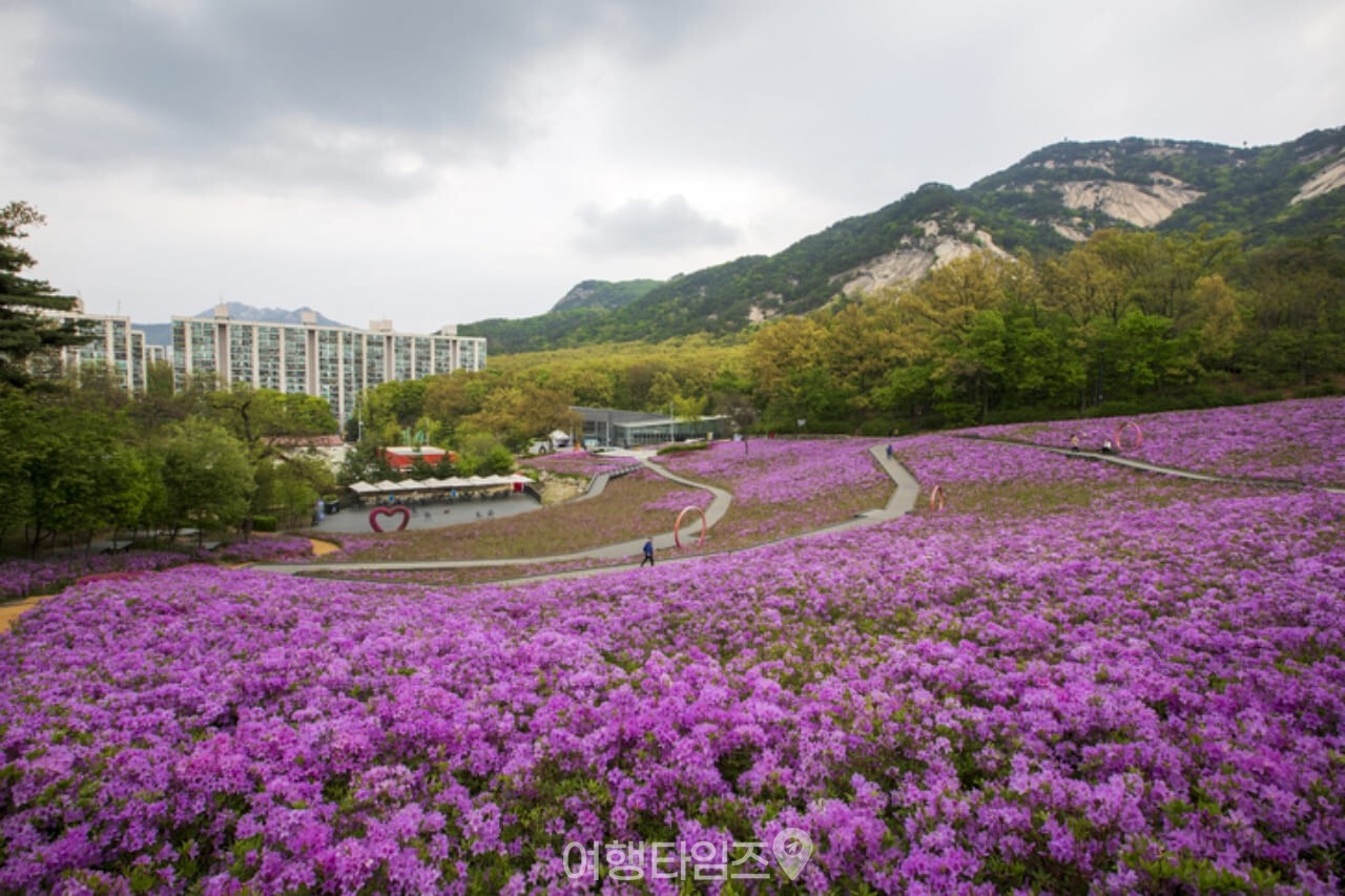 불암산 철쭉 / 사진=게티이미지뱅크