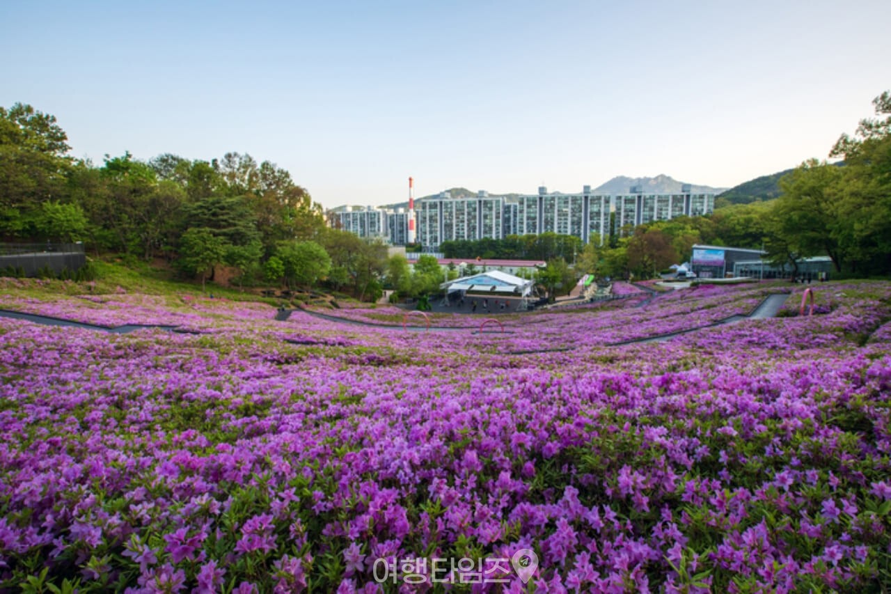 불암산 철쭉 / 사진=게티이미지뱅크