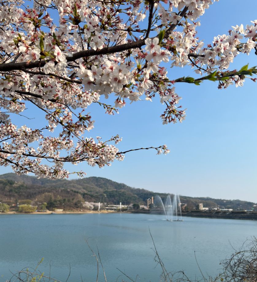 천호지 벚꽃 호수