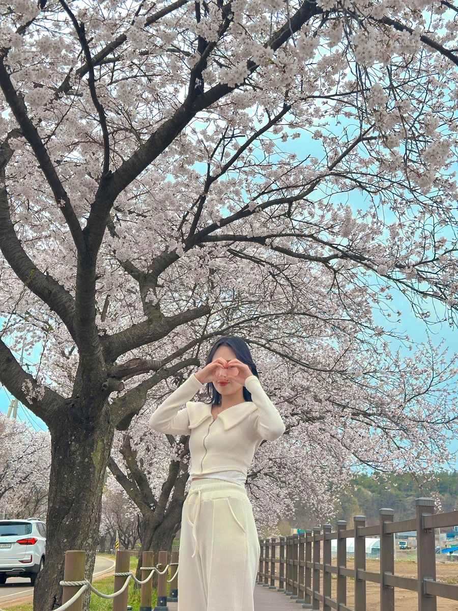 천안 알프스 벚꽃