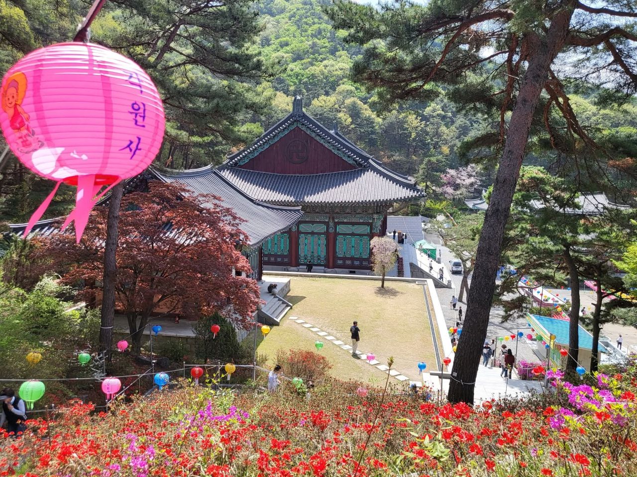 천안 각원사 겹벚꽃