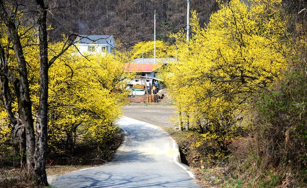 ⓒ게티이미지뱅크(산수유마을)