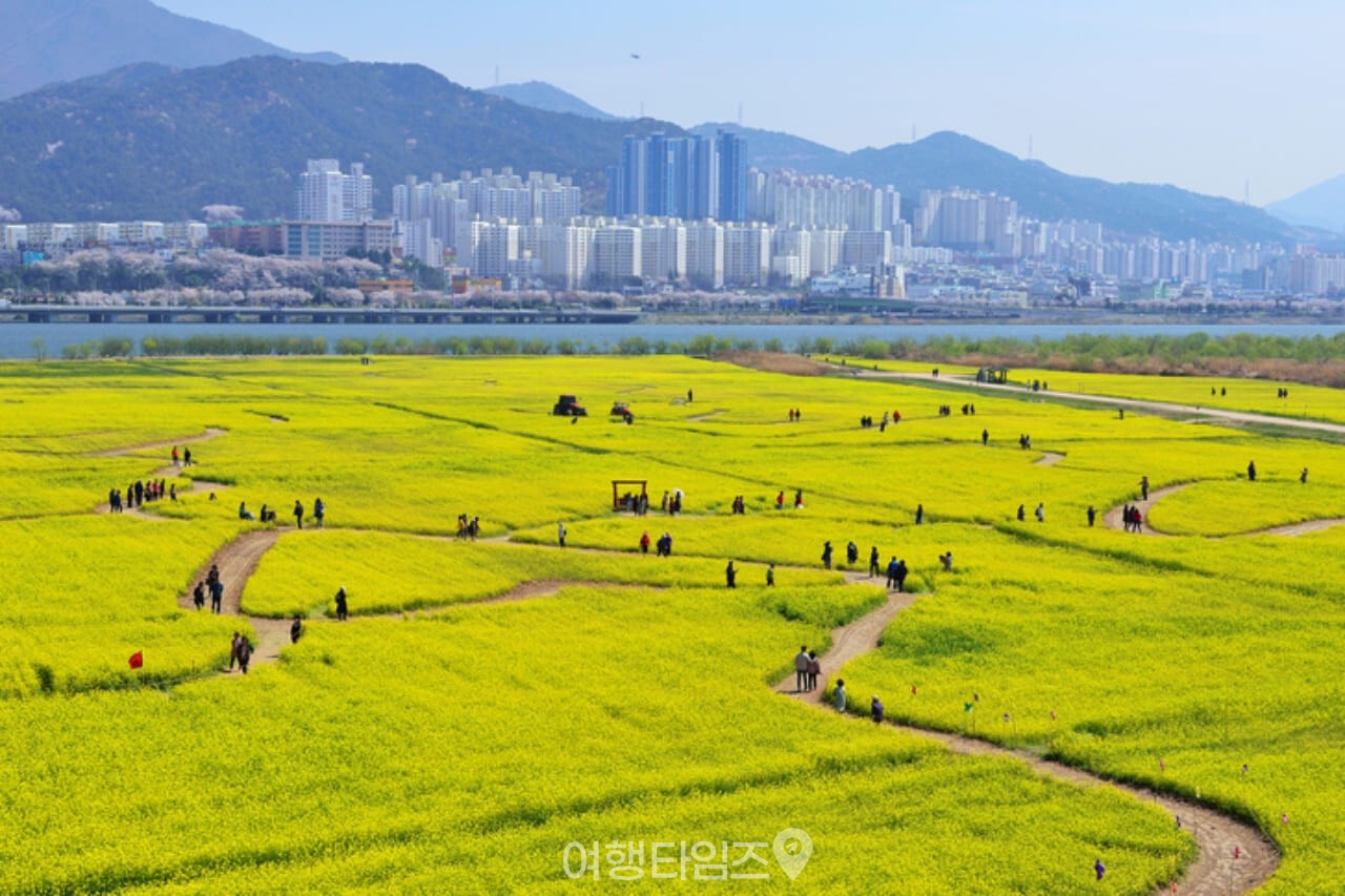 부산 대저생태공원 유채꽃 / 사진=게티이미지뱅크