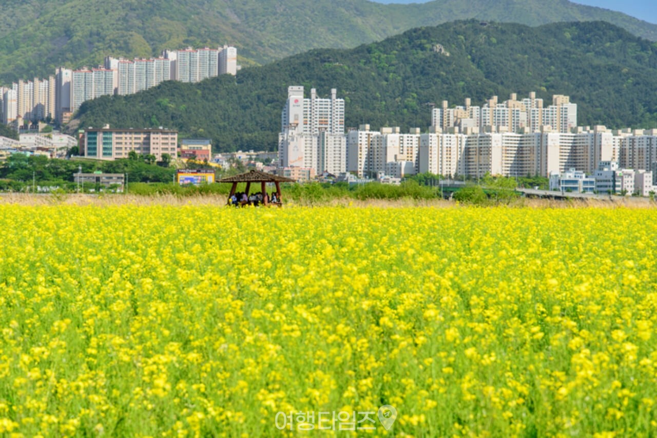 부산 대저생태공원 유채꽃 / 사진=게티이미지뱅크