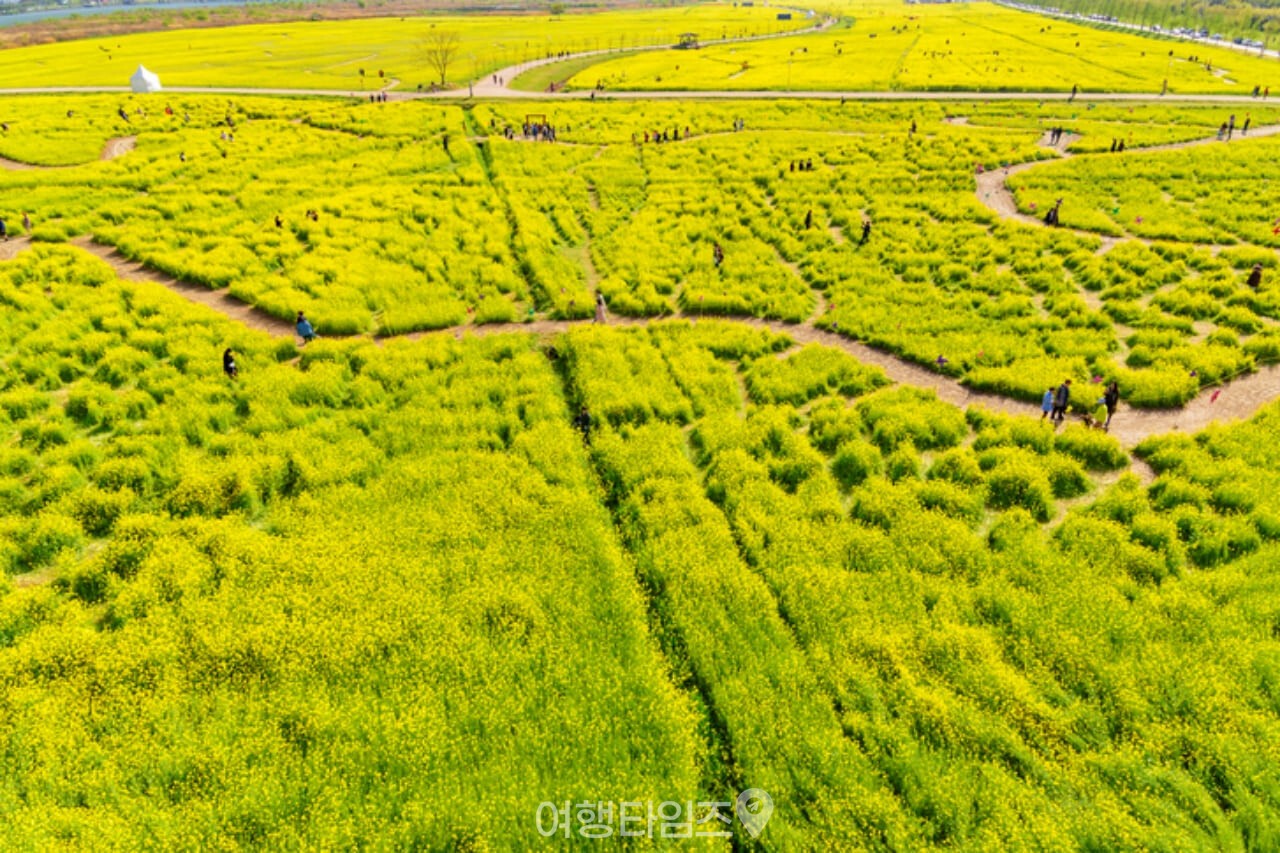 부산 대저생태공원 유채꽃 / 사진=게티이미지뱅크