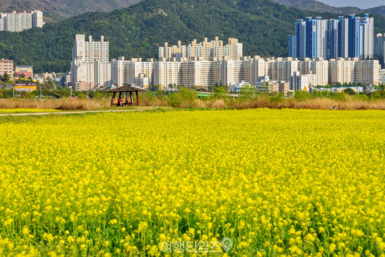 부산 대저생태공원 유채꽃 / 사진=게티이미지뱅크