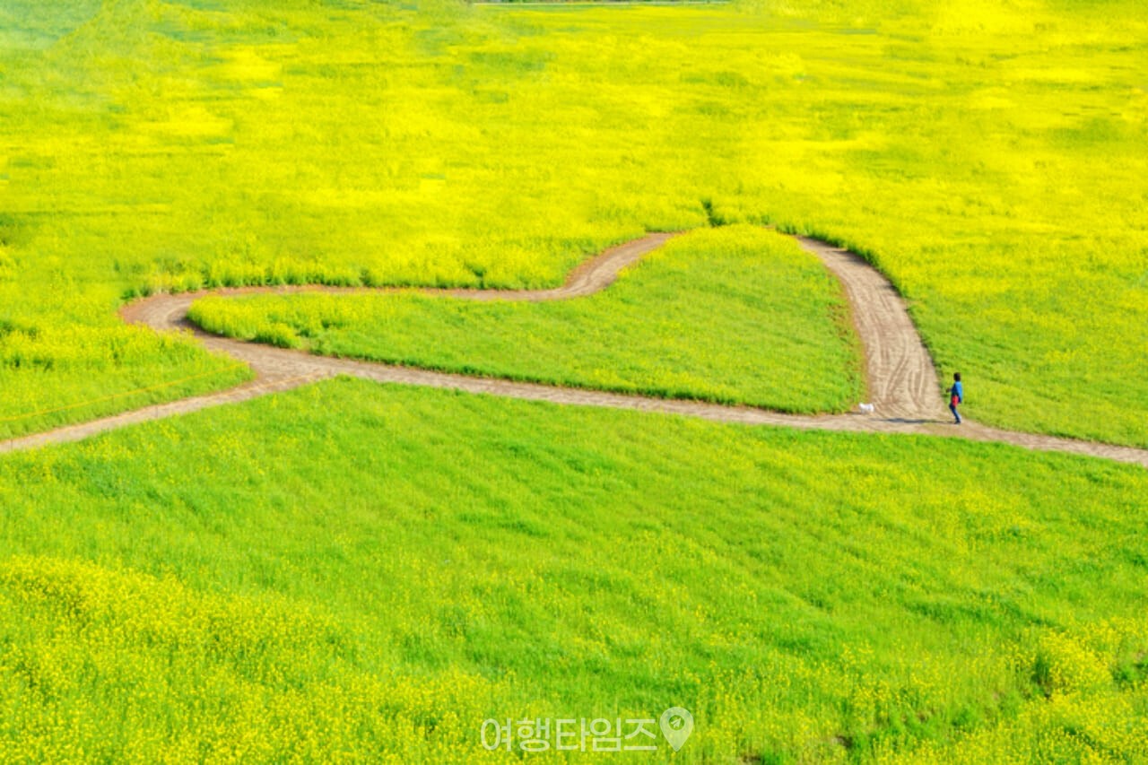 부산 대저생태공원 유채꽃 / 사진=게티이미지뱅크