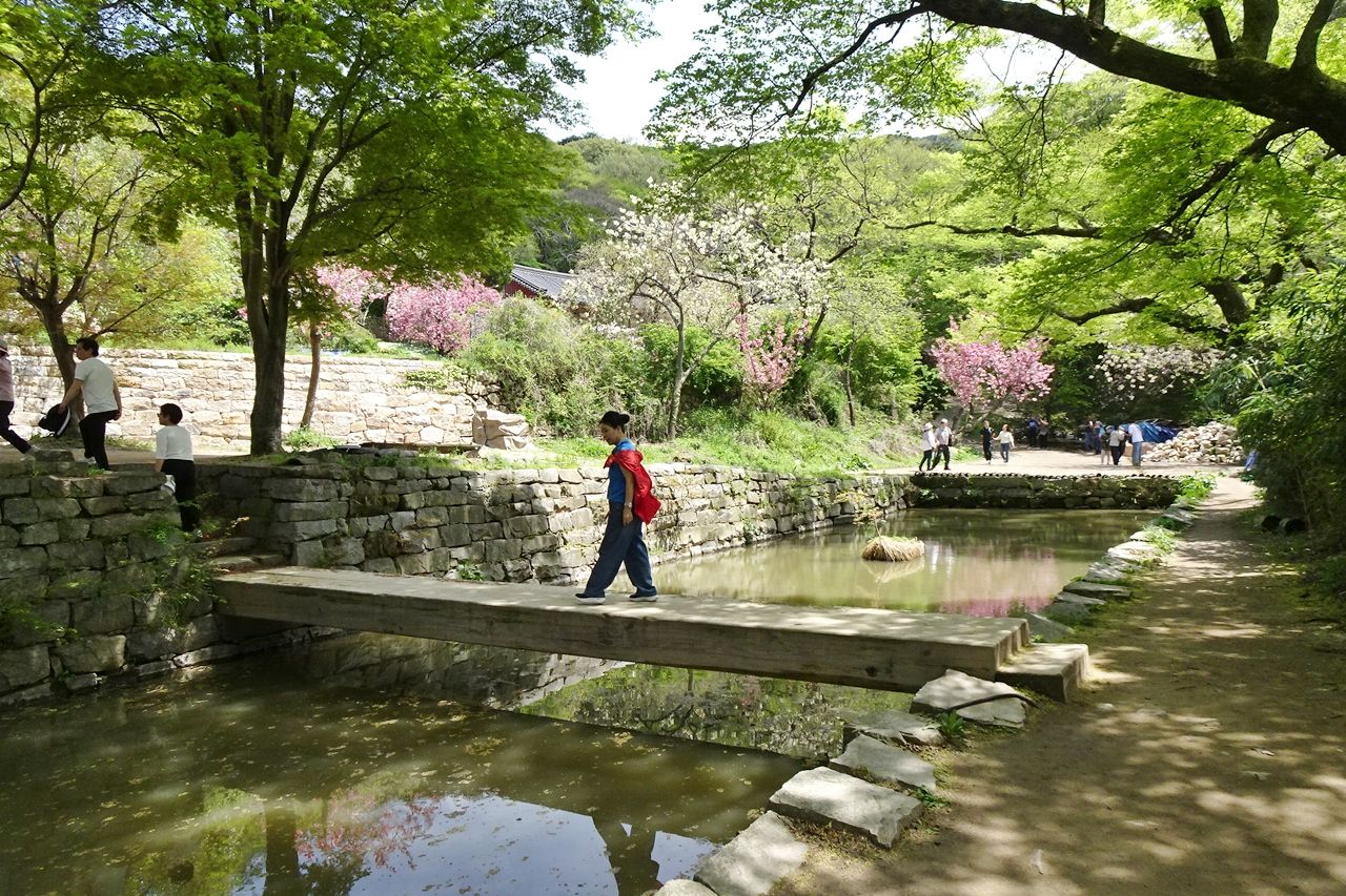 청벚꽃의 유혹 / 사진=충남관광서포터즈