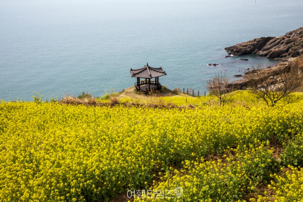 남해 다랭이마을 유채꽃 / 사진=게티이미지뱅크
