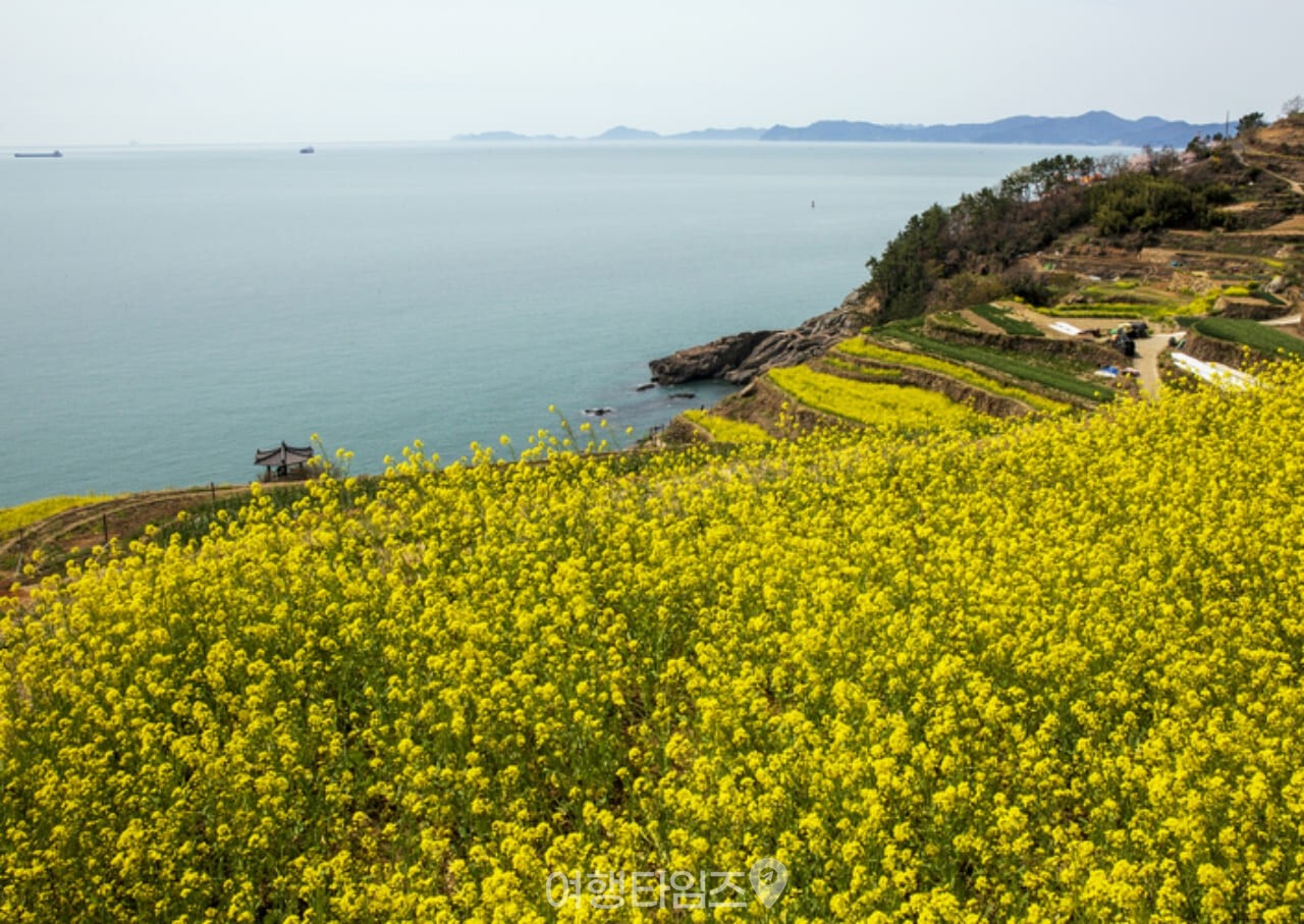 남해 다랭이마을 유채꽃 / 사진=게티이미지뱅크