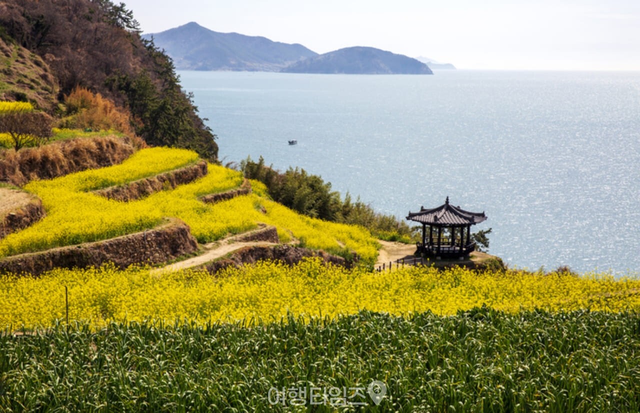 남해 다랭이마을 유채꽃 / 사진=게티이미지뱅크