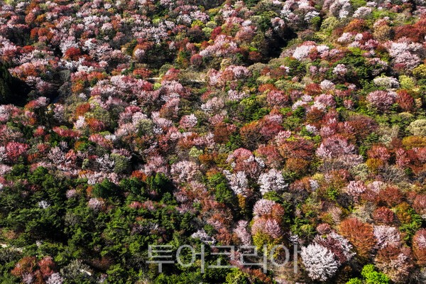 고비산 연분홍 선벚꽃의 모습 / 사진_투어코리아 유지훈 기자