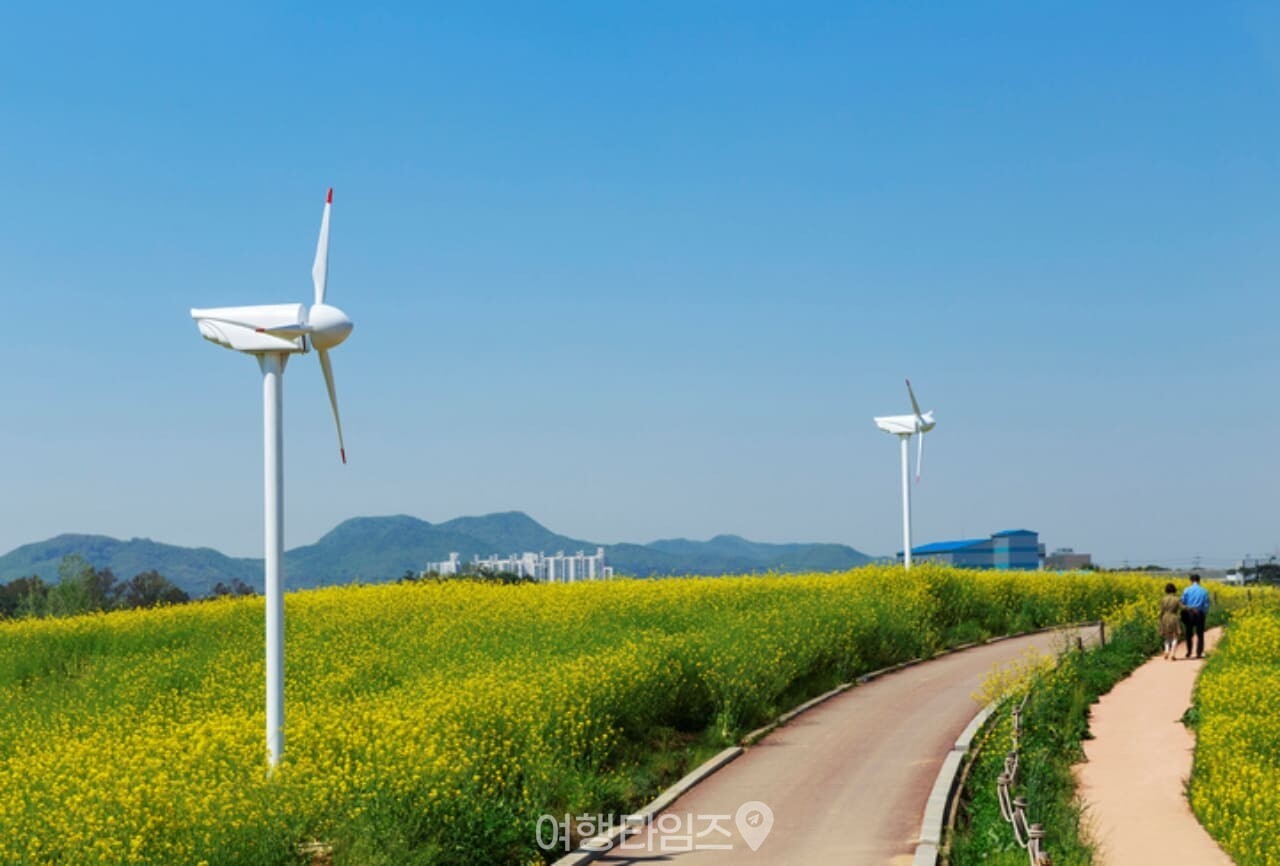 안성 팜랜드 유채꽃 / 사진=게티이미지뱅크