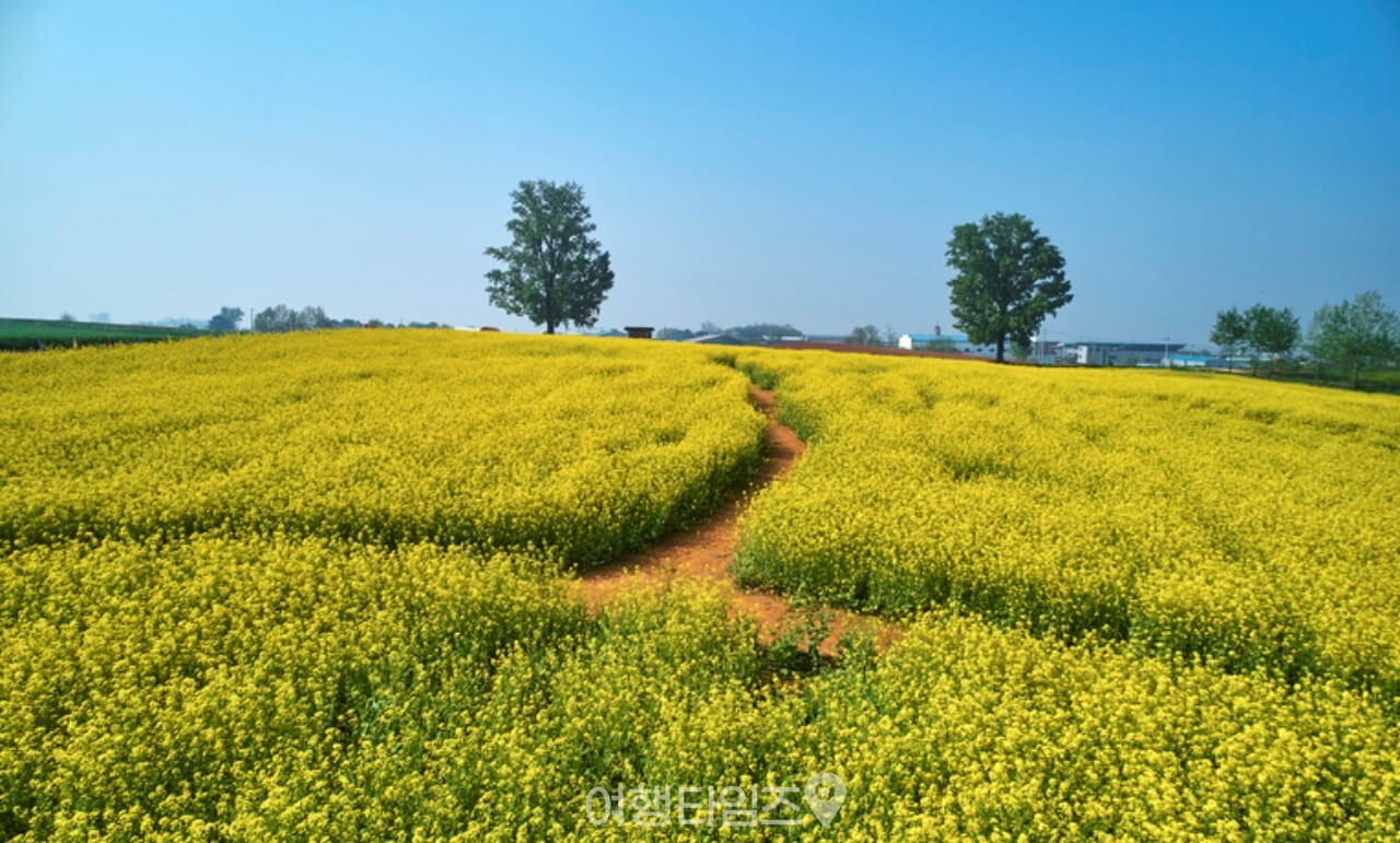 안성 팜랜드 유채꽃 / 사진=게티이미지뱅크