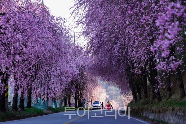 임불리  수양벚꽃의 환상적인 모습 / 사진_투어코리아 유지훈 기자