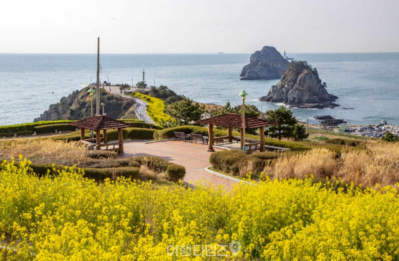 부산 오륙도 수선화 명소 / 사진=게티이미지뱅크