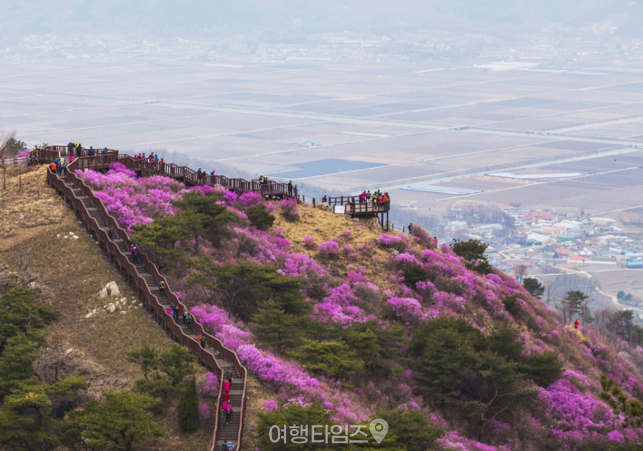 고려산 진달래 군락지 / 사진=게티이미지뱅크