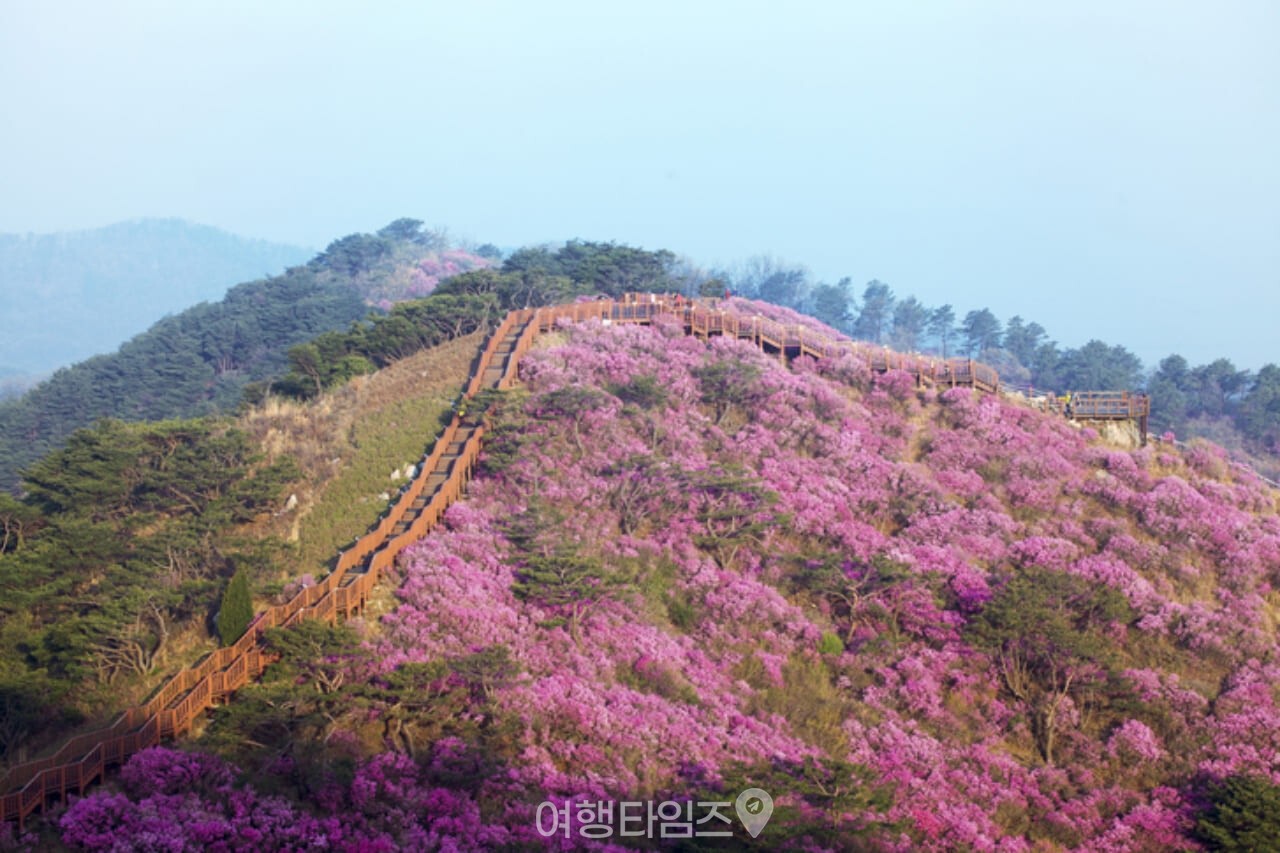 고려산 진달래 군락지 / 사진=게티이미지뱅크