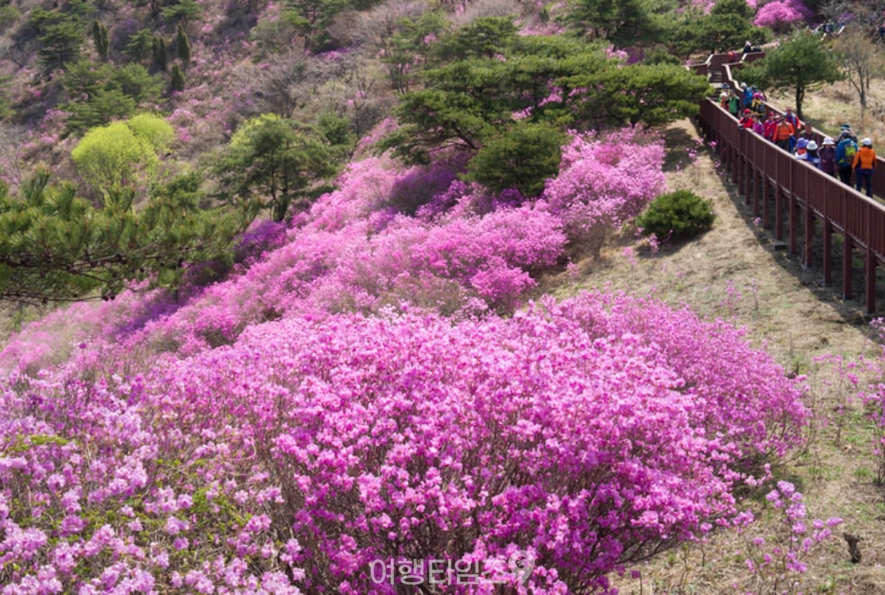 고려산 진달래 군락지 / 사진=게티이미지뱅크