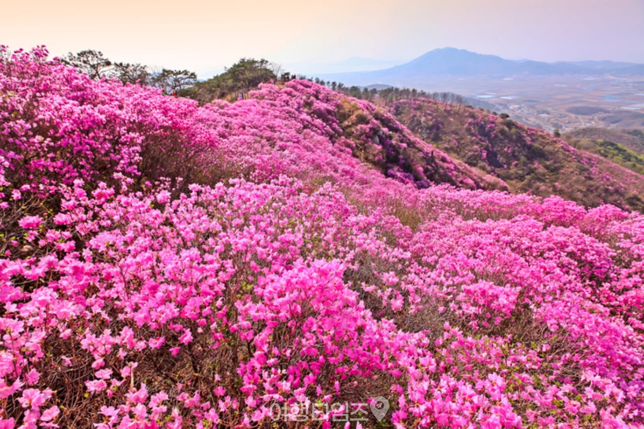 고려산 진달래 군락지 / 사진=게티이미지뱅크