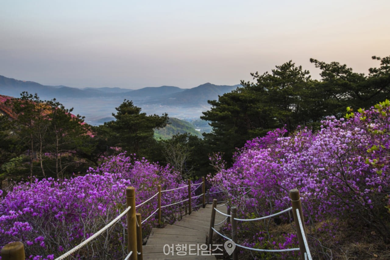 고려산 진달래 군락지 / 사진=게티이미지뱅크