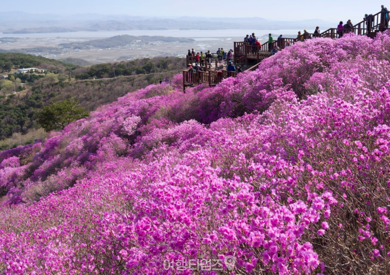 고려산 진달래 군락지 / 사진=게티이미지뱅크