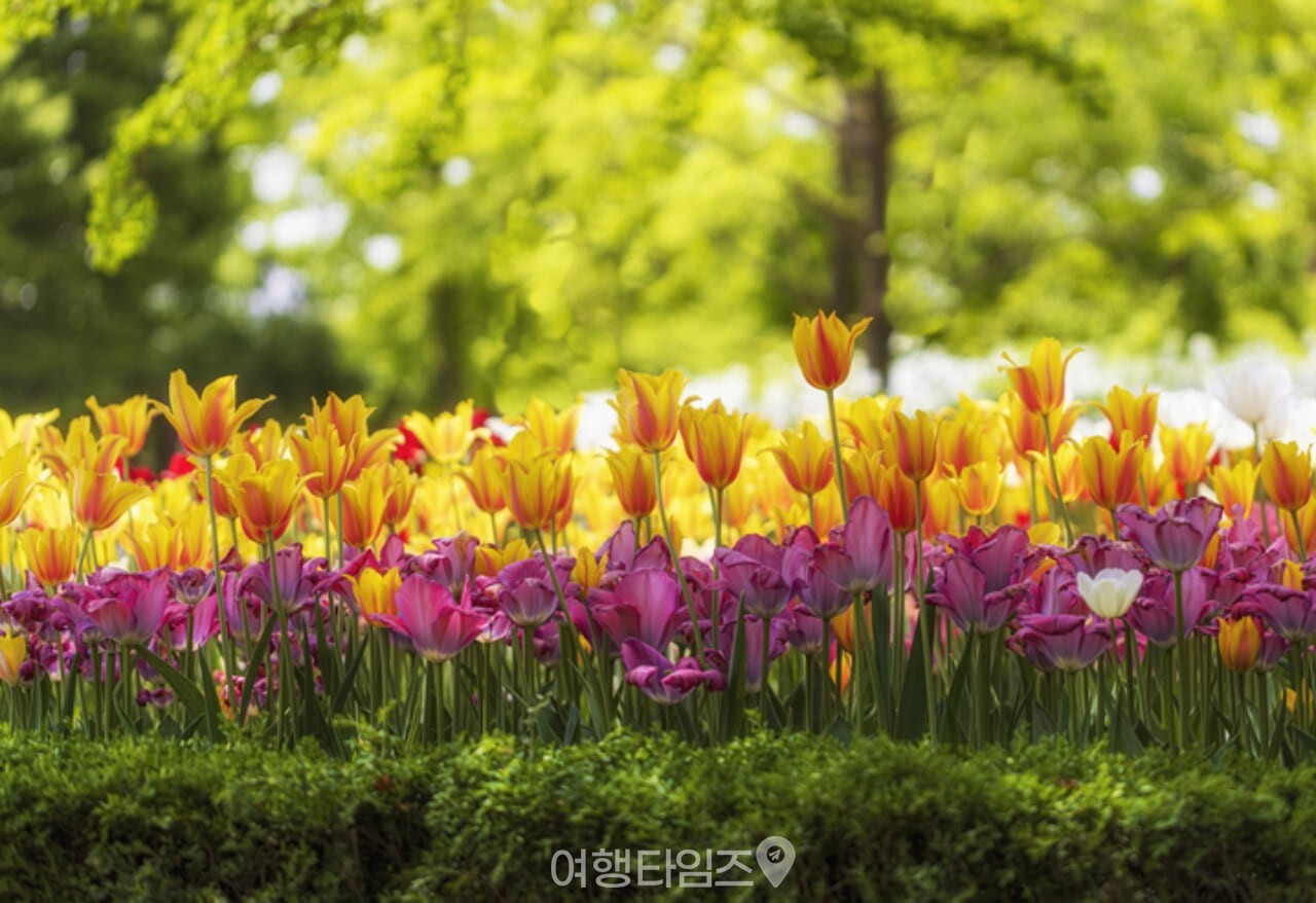 일산호수공원 / 사진=게티이미지뱅크