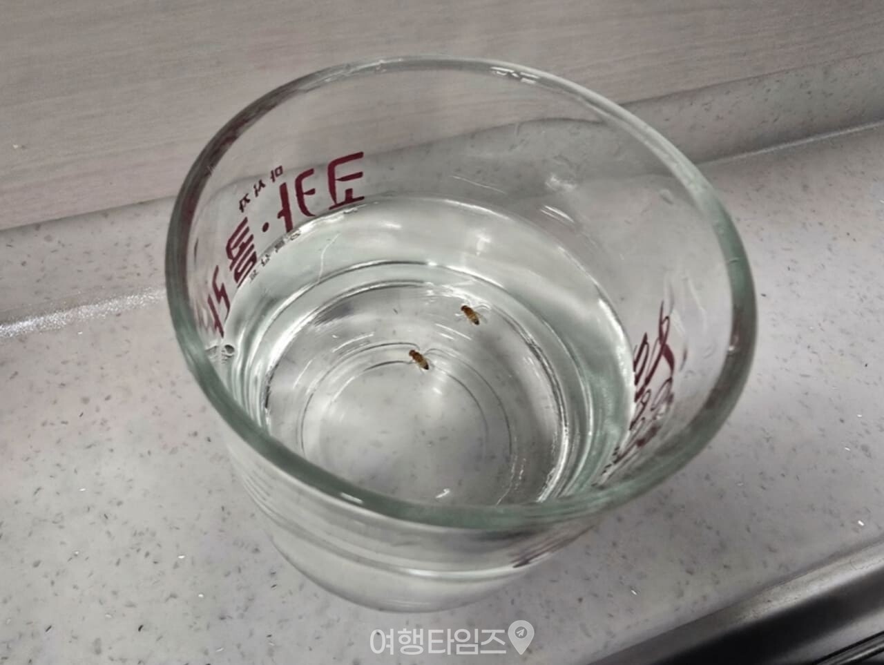 초파리 트랩 / 사진=여행타임즈