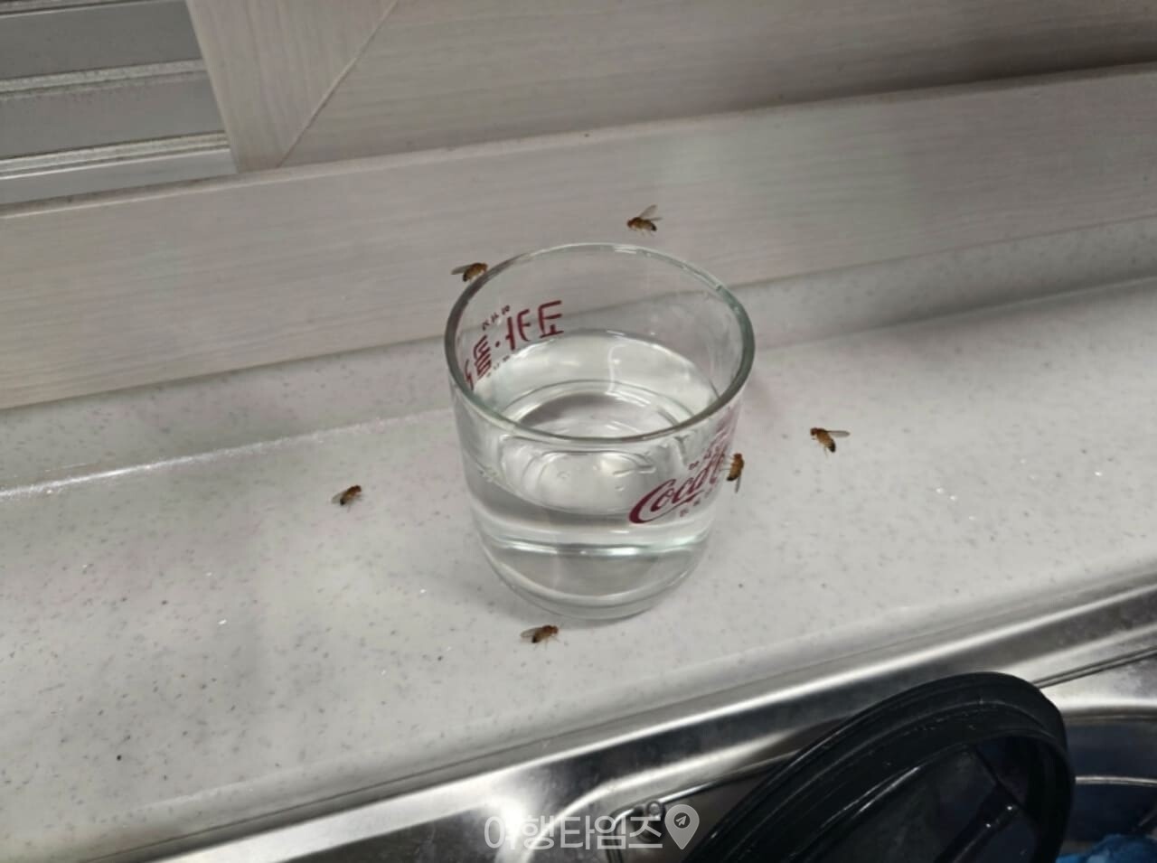 초파리 트랩 / 사진=여행타임즈