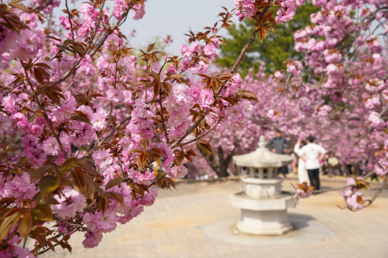 경주 겹벚꽃 명소 추천