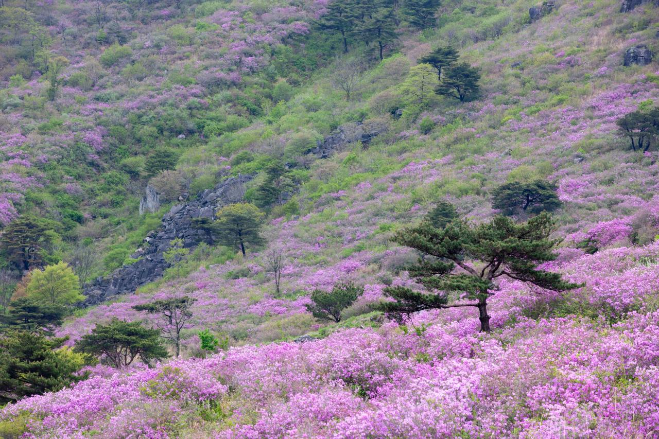 황매산 진달래 / 사진=한국관광공사 포토코리아@송재근