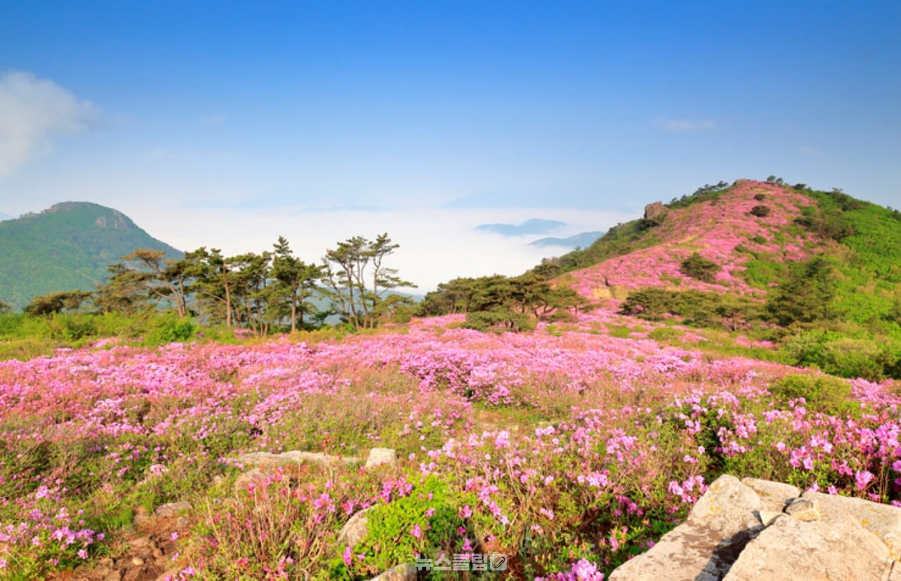 제암산 철쭉 / 사진=게티이미지뱅크