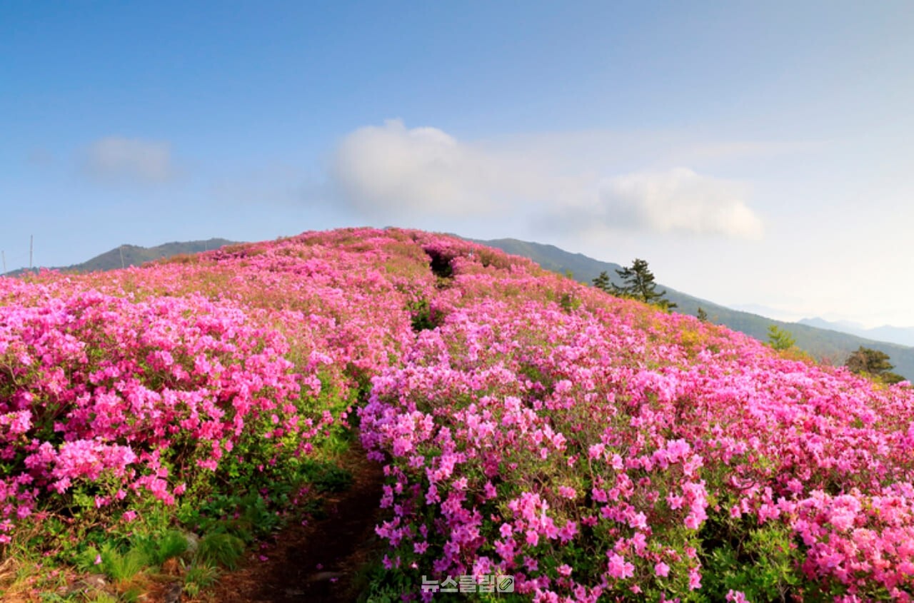 제암산 철쭉 / 사진=게티이미지뱅크