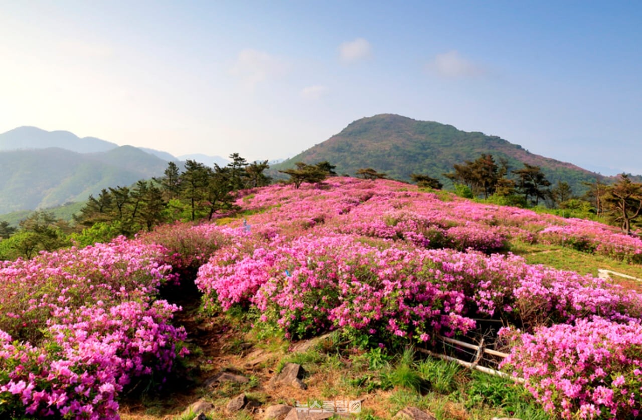 제암산 철쭉 / 사진=게티이미지뱅크