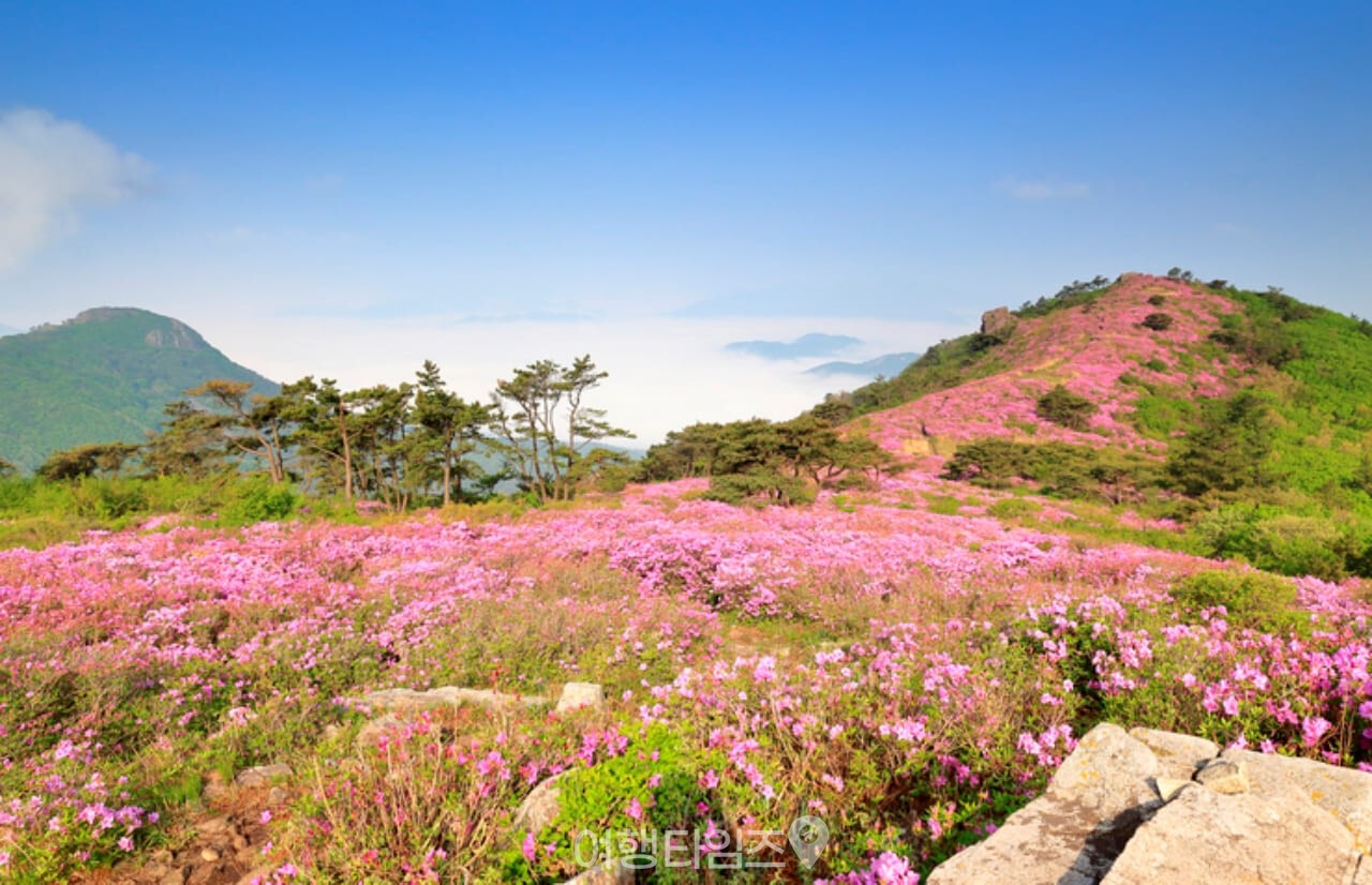 제암산 철쭉 명소 / 사진=게티이미지뱅크
