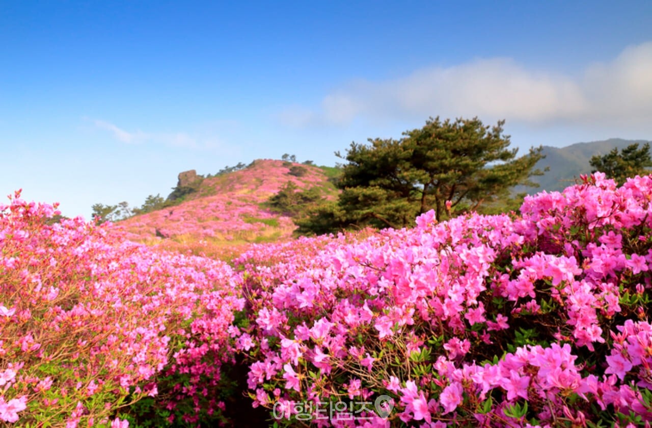 제암산 철쭉 명소 / 사진=게티이미지뱅크