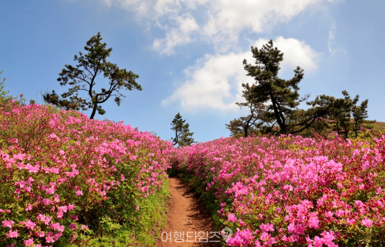 제암산 철쭉 명소 / 사진=게티이미지뱅크