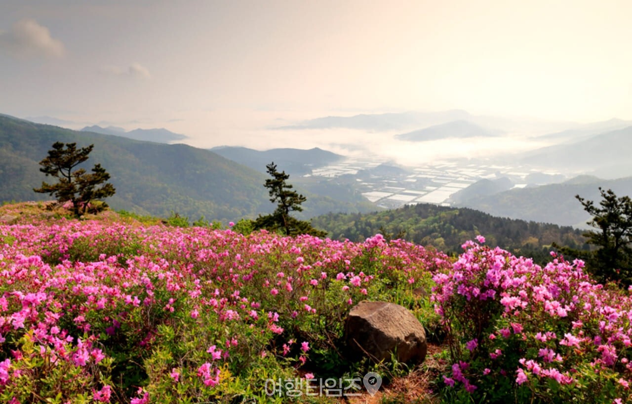 제암산 철쭉 명소 / 사진=게티이미지뱅크